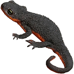 Rough Skinned Newt